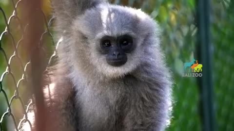 8 years old javan gibbon silvery