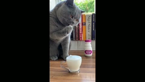 Sophisticated kitty enjoys fluffy milk treat cute