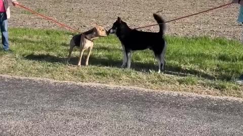 #19 male black and tan #43 male husky mix March2022