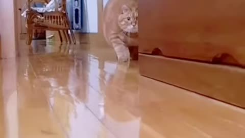 Cute cat funny Video. Most funny Moment