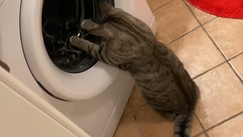 Kitty Chases Toy Mouse In Washing Machine