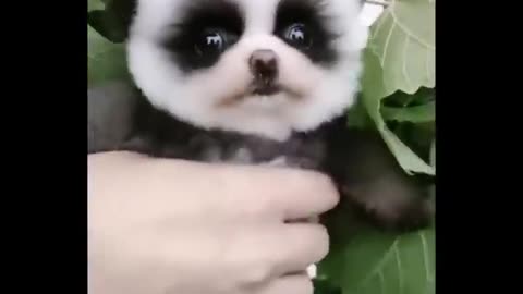 Funny Cute Baby Animals part 2