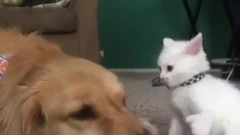 The little white cat is bullying the big yellow dog again