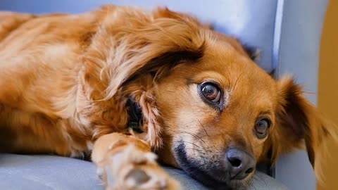 4k_ Confused Dog Looking for food||