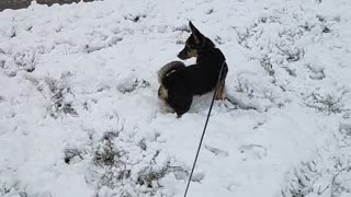 Puppy reaction to the first snow