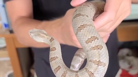 Can Rattlesnakes be tamed #shorts #shortsvideo