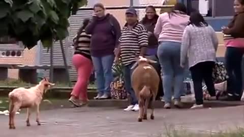 Crazy Goat Terrorizing People