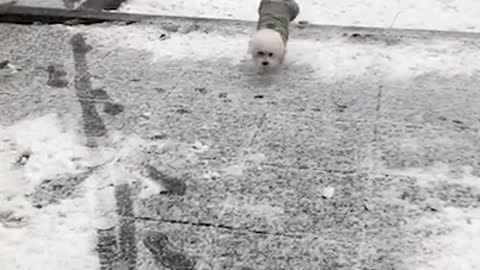 The first snow I saw in my life, And an excited puppy