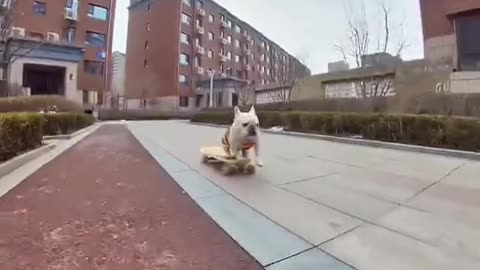 Skateboard with bulldogs#viralvideo#bulldogs