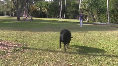 Dog Training! Step by Step !!!! Easy and Fast! with Simple Tricks