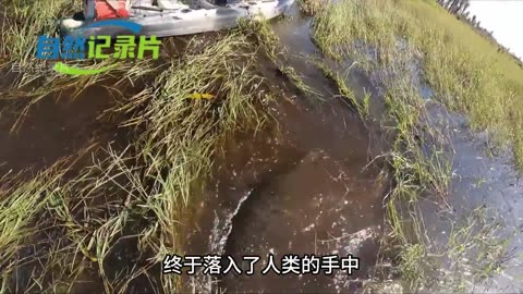 Big Fish Found In The River | 1000 Tonnes Fish Hunt In The River