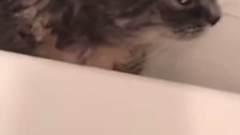 Cat hates baths says Marii her owner (you must watch)