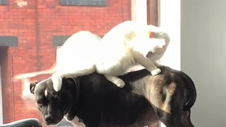 Cute Cat Stands on Staffordshire Bull Terrier's Back