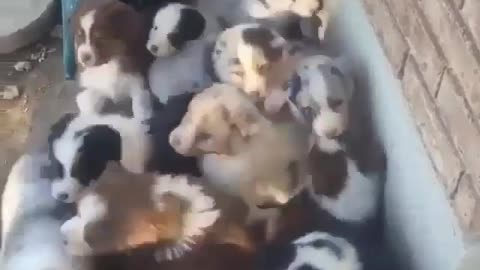 A pack of dogs pounce on you