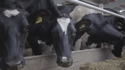 Calves feeding process on modern farm. Close up cow feeding on milk farm