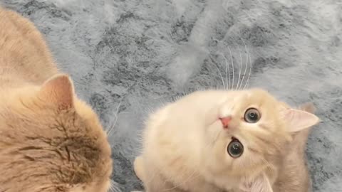 How good can a kitten be in a bath?