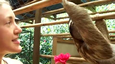 Sloth Wants A Hug!