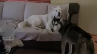 Huskies protest getting left home