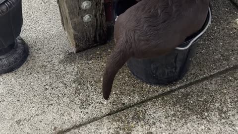 Puppy No Longer Fits in Her Favorite Bucket