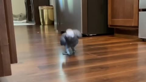 Parrot Happily Hops Over for a Kiss