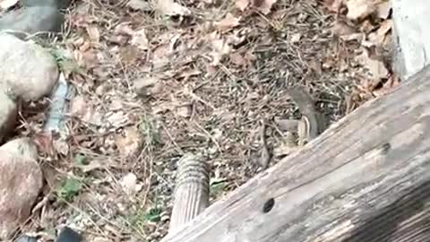 Cute Chipmunks chasing . cute Animals, wild chipmunks