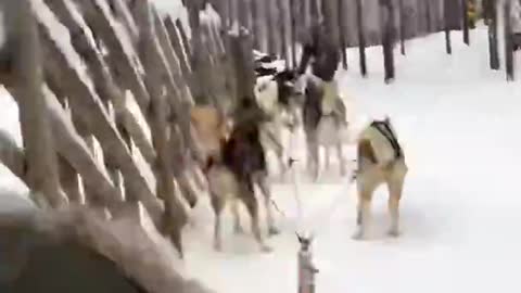 Super cute husky sleigh in Norwegian Santa Claus Village