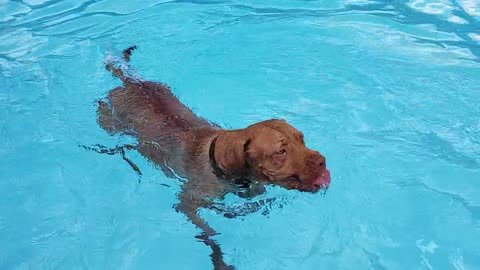 Noel and Blue loving the pool.