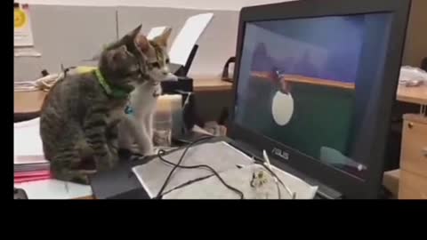 two cat watching Tom and jerry