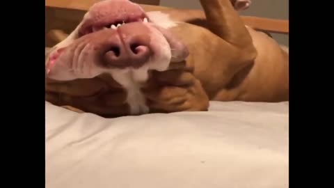 Funniest Pitbull Puppies- Funny Puppy Video Grumpy Dog