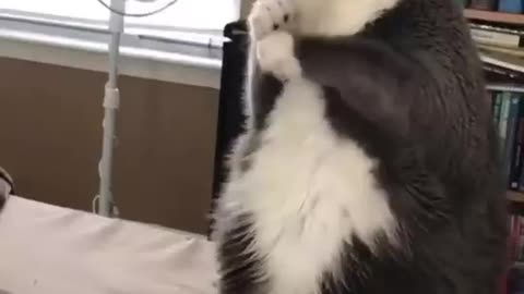 CAT FUNNY LEARNING DANCE