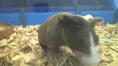 Skinny guinea pig eating his lunch, sounds yummy! [Nature & Animals]