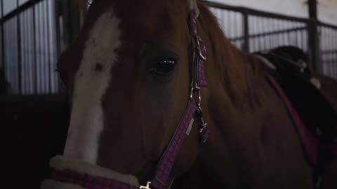 Portrait of a beautiful brown horse with white facial markings standing in the corral indoors