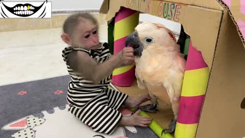 Smart BiBi helps dad feed baby parrots(1080P_HD)_1.mp4