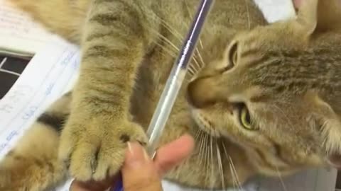 Lovely cat playing with a pen