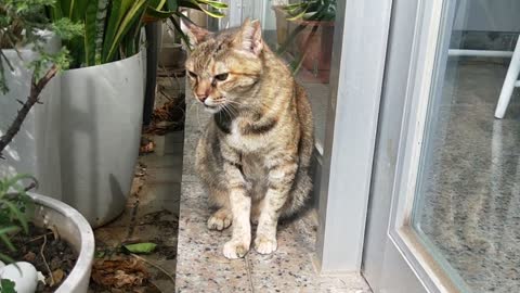 Cat in Rain In Happy Mode