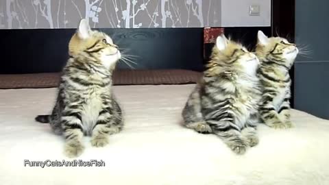 Adorable cats video