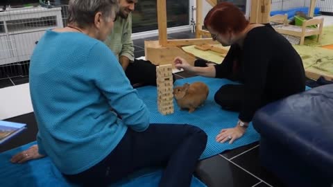 Bunny plays jenga