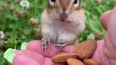 Cute chipmunk following owners #shorts