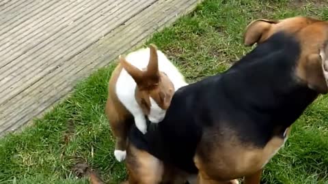 rabbit sticks to dog