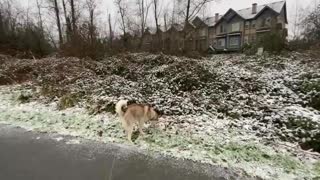 music with Beautiful Relaxing Snow, Surrey BC Canada, January, 2021