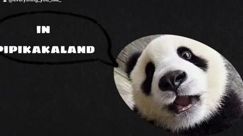 Pipi und kaki im pipi caca land meme, pipi kaka land, cute panda bear play swing land, poop pee