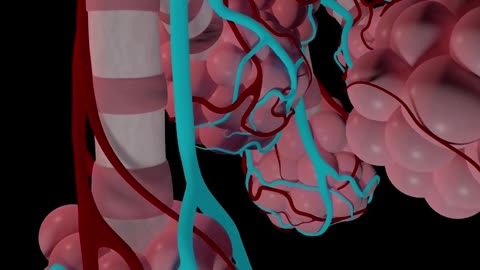 The Journey of Oxygen and Carbon Dioxide in Our Bodies