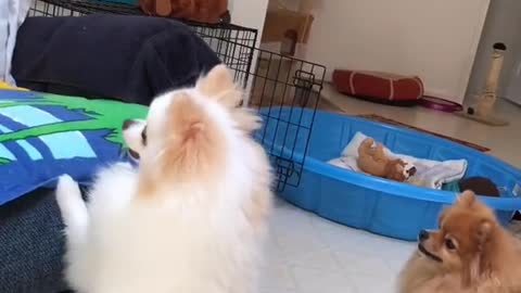 3 pomeranian dog funny moment cute