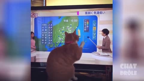 Very cute and crazy cat vol #11 - cat massage