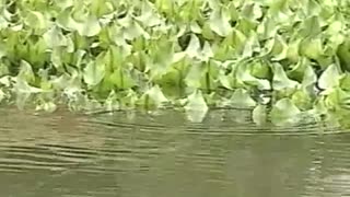 Smallmouth Bass on the Tidal Delaware River