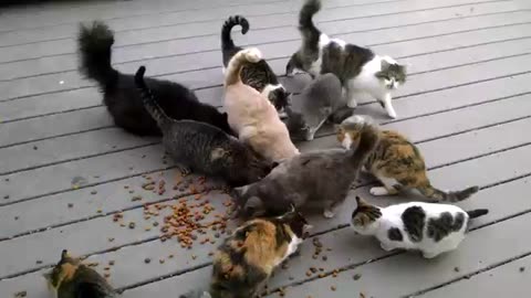 Funny Animal Video #JustforFun #Funny <3 #Cats&Dogs #Cat Video 12