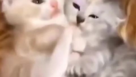 😂😂😂Fun with cute cat🐱🐱🐱🐱