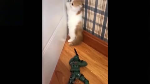 CUTE & FUNNY Reactions Of Cats To Different Toys