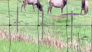 Elk conversation