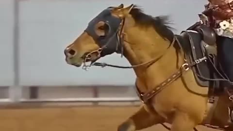 Excellent horsemanship